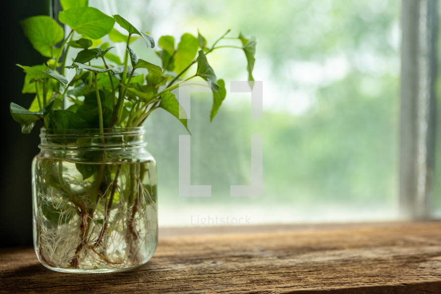 green leaves in a mason jar 