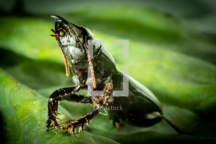 bettle on a leaf 