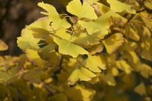 Yellow leaves