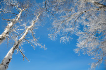 snow on winter trees and blue sky