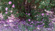 purple flowers on the ground 