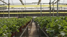Dolly shot in a large industrial greenhouse with rows of plants