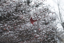 snow on winter branches with red berries 