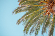 Palm tree branches from underneath against a blue sky