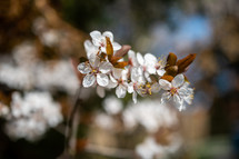 white blossoms 