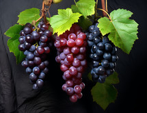 Bunches of grapes from the dream of the cup bearer from the story of Joseph