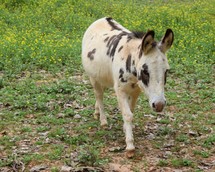 a donkey in a field 