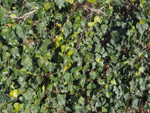 ivy Hedera plant useful as a background