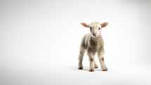 A lamb stands up on its feet against a studio background