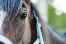 Close-up of a horse's face.