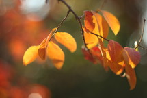 orange fall leaves on a tree branch 
