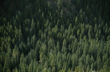 aerial view above a pine forest 