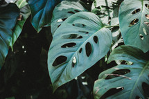 green tropical leaves background 