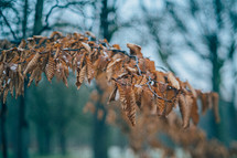 brown leaves on a branch