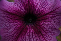 purple petunia 