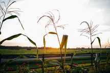 corn in a field under sunlight 
