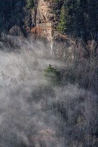 fog over bare trees in a forest 