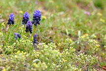 Blue Grape Hyacinth, Muscari armeniacum flowers in Macin Mountains, Romania