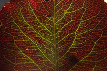 veins on a red and green leaf 
