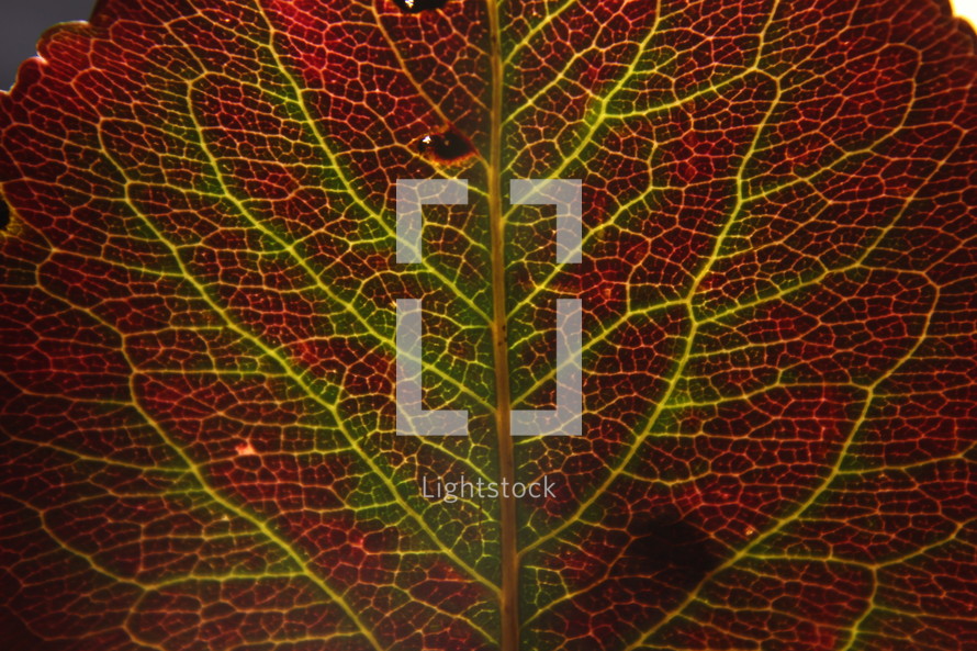 veins on a red and green leaf 