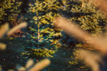 fir trees in a Christmas tree lot 