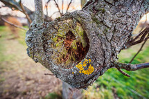 moss and lichen on a tree