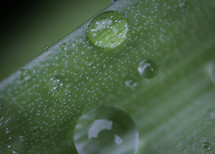 raindrops on a piece of grass
