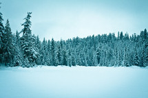 snow on a pine forest 