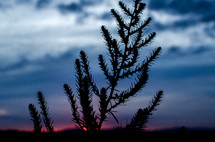silhouette of a plant at sunset 