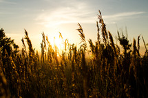 sunlight on a wheat field at sunset 