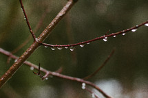 water droplets on branches 