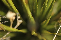 spiky green leaves 