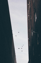 pigeons in flight between two brick buildings 