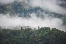 Misty clouds in a mountain forest