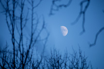 moon in the sky through branches 