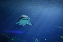 shark under water 