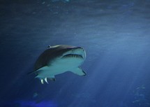 a shark under water 