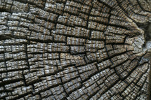 cracked wood tree stump 
