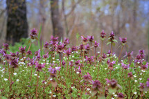 Purple Lamb - Lamium Purpureum Flowers in Spring Forest