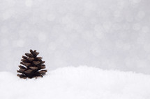 pine cone in snow 
