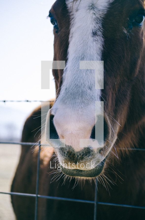 A horse standing at a fence.
