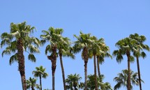 tops of tall palm trees 