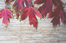 red fall leaves on wood
