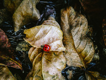 ladybug on a fall leaf 