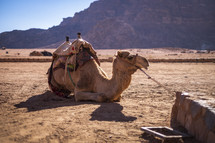 camels on the desert landscape in Jerusalem 