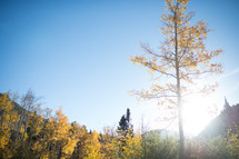 sunlight over a fall mountain forest 