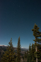 stars over trees on a mountain 