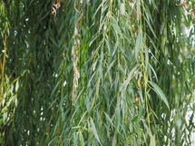 green weeping willow leaves texture useful as a background
