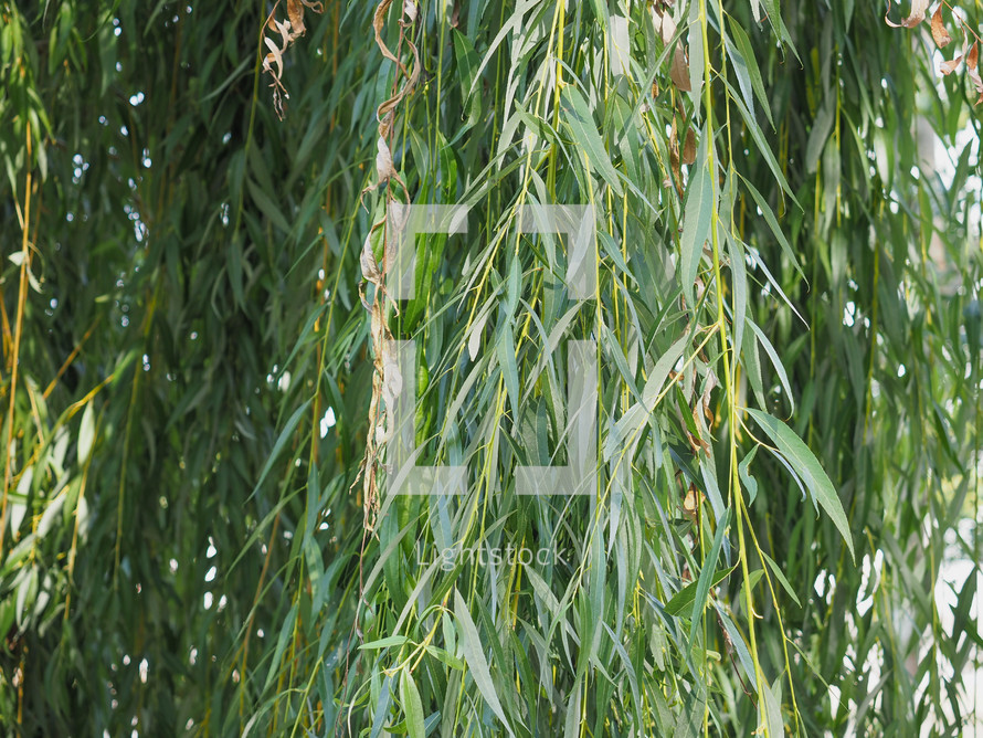 green weeping willow leaves texture useful as a background