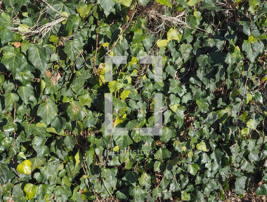 ivy Hedera plant useful as a background
